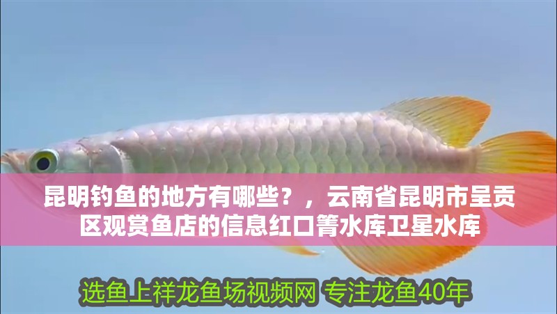 昆明釣魚的地方有哪些？，云南省昆明市呈貢區觀賞魚店的信息紅口箐水庫衛星水庫
