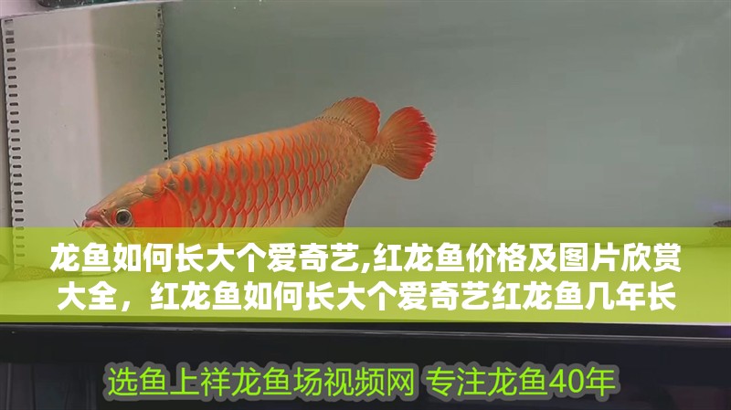 龍魚如何長(zhǎng)大個(gè)愛奇藝,紅龍魚價(jià)格及圖片欣賞大全，紅龍魚如何長(zhǎng)大個(gè)愛奇藝紅龍魚幾年長(zhǎng)到60公分起航