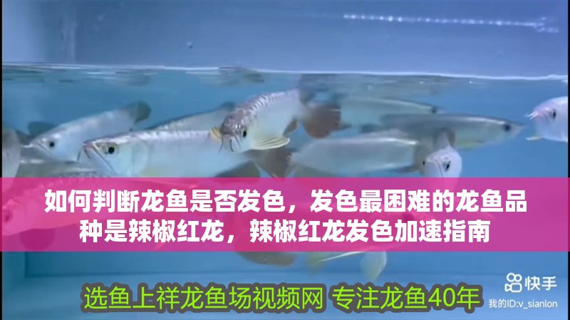 如何判斷龍魚是否發(fā)色，發(fā)色最困難的龍魚品種是辣椒紅龍，辣椒紅龍發(fā)色加速指南
