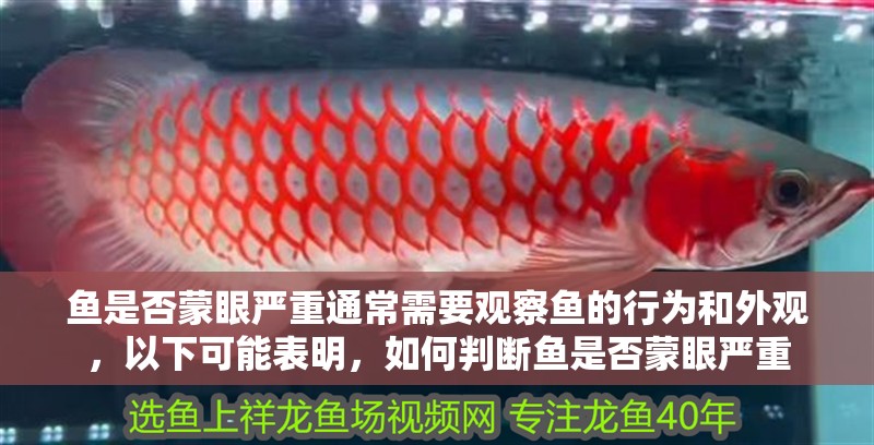 魚是否蒙眼嚴重通常需要觀察魚的行為和外觀，以下可能表明，如何判斷魚是否蒙眼嚴重