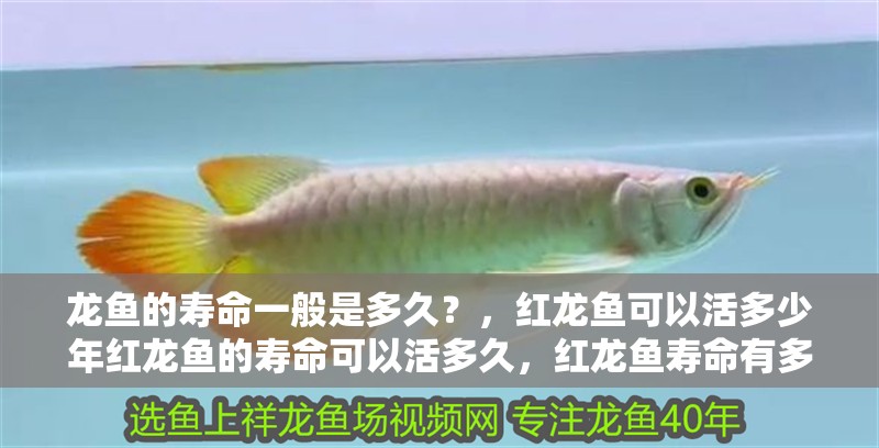龍魚的壽命一般是多久？，紅龍魚可以活多少年紅龍魚的壽命可以活多久，紅龍魚壽命有多長