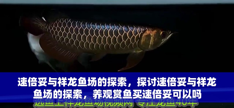 速倍妥與祥龍魚場的探索，探討速倍妥與祥龍魚場的探索，養觀賞魚買速倍妥可以嗎 速倍妥與祥龍魚場的探索，探討速倍妥與祥龍魚場的探索，養觀賞魚買速倍妥可以嗎 觀賞魚百科 第4張