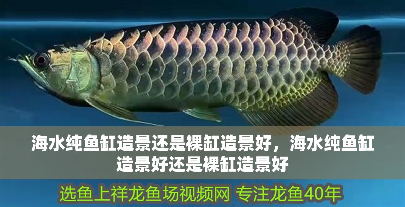 海水純魚缸造景還是裸缸造景好，海水純魚缸造景好還是裸缸造景好