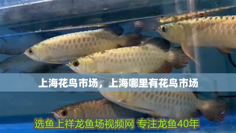 上?；B市場，上海哪里有花鳥市場