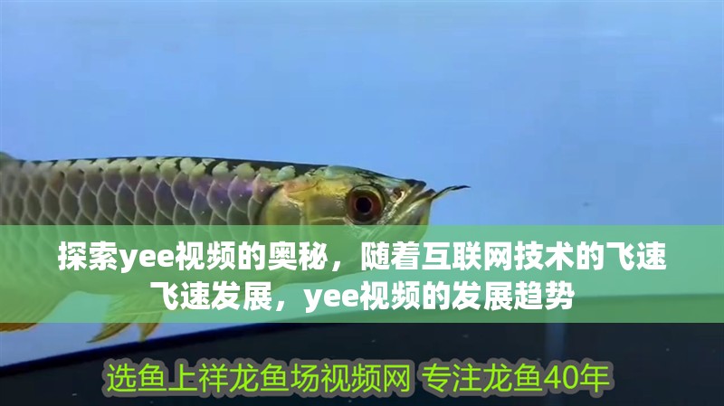 探索yee視頻的奧秘，隨著互聯網技術的飛速飛速發展，yee視頻的發展趨勢