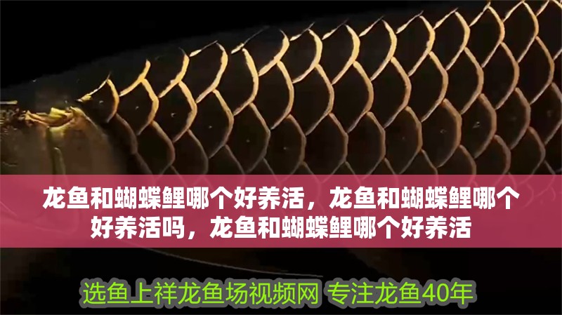 龍魚和蝴蝶鯉哪個好養(yǎng)活，龍魚和蝴蝶鯉哪個好養(yǎng)活嗎，龍魚和蝴蝶鯉哪個好養(yǎng)活
