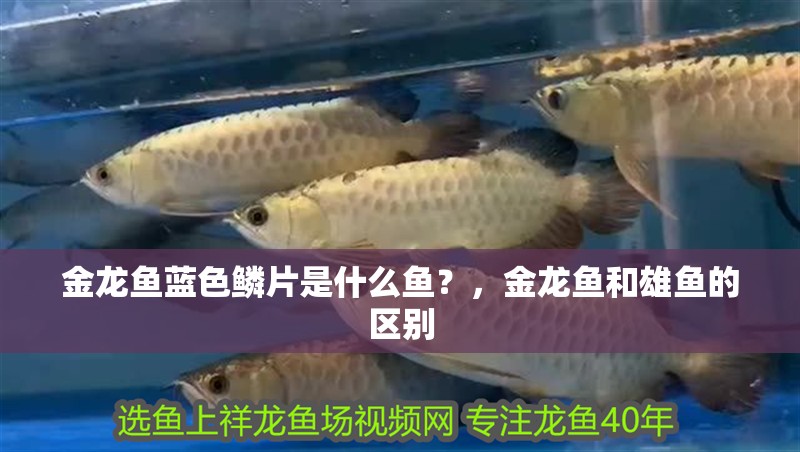 金龍魚藍色鱗片是什么魚？，金龍魚和雄魚的區別