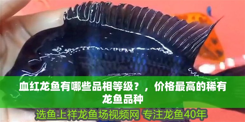 血紅龍魚有哪些品相等級？，價格最高的稀有龍魚品種