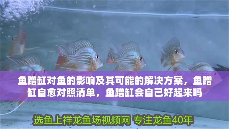 魚蹭缸對魚的影響及其可能的解決方案，魚蹭缸自愈對照清單，魚蹭缸會自己好起來嗎