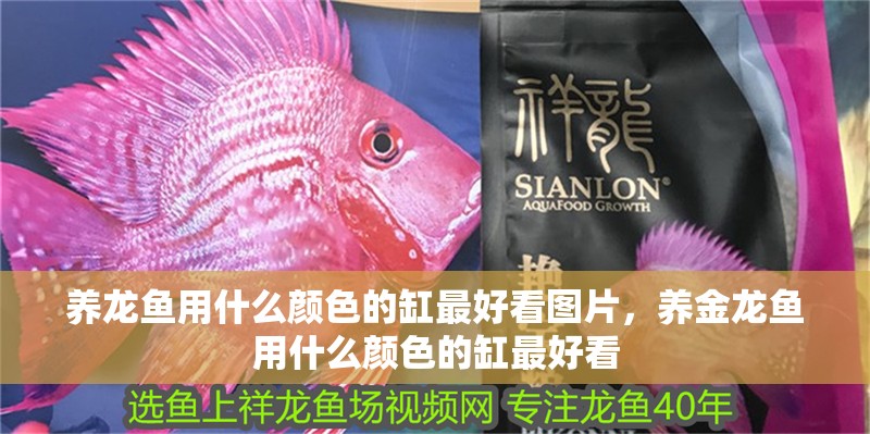 養龍魚用什么顏色的缸最好看圖片，養金龍魚用什么顏色的缸最好看