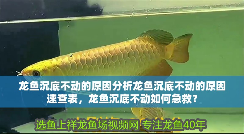 龍魚沉底不動(dòng)的原因分析龍魚沉底不動(dòng)的原因速查表，龍魚沉底不動(dòng)如何急救？