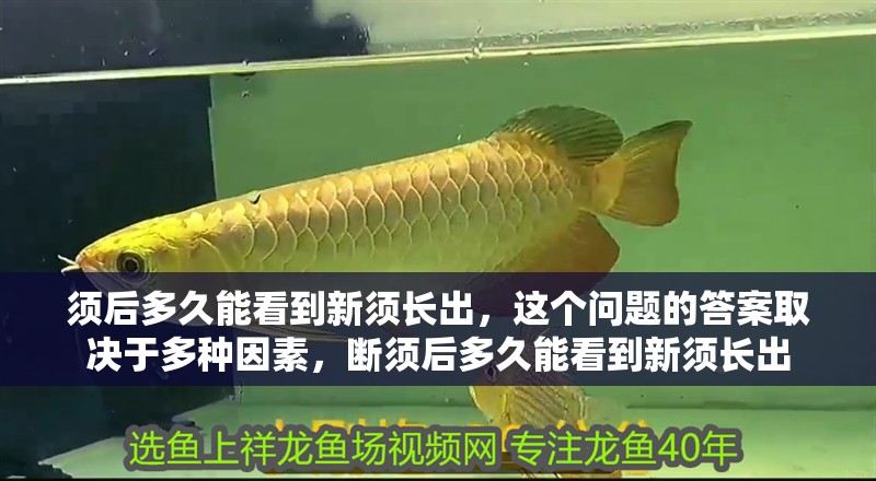 須后多久能看到新須長(zhǎng)出，這個(gè)問題的答案取決于多種因素，斷須后多久能看到新須長(zhǎng)出