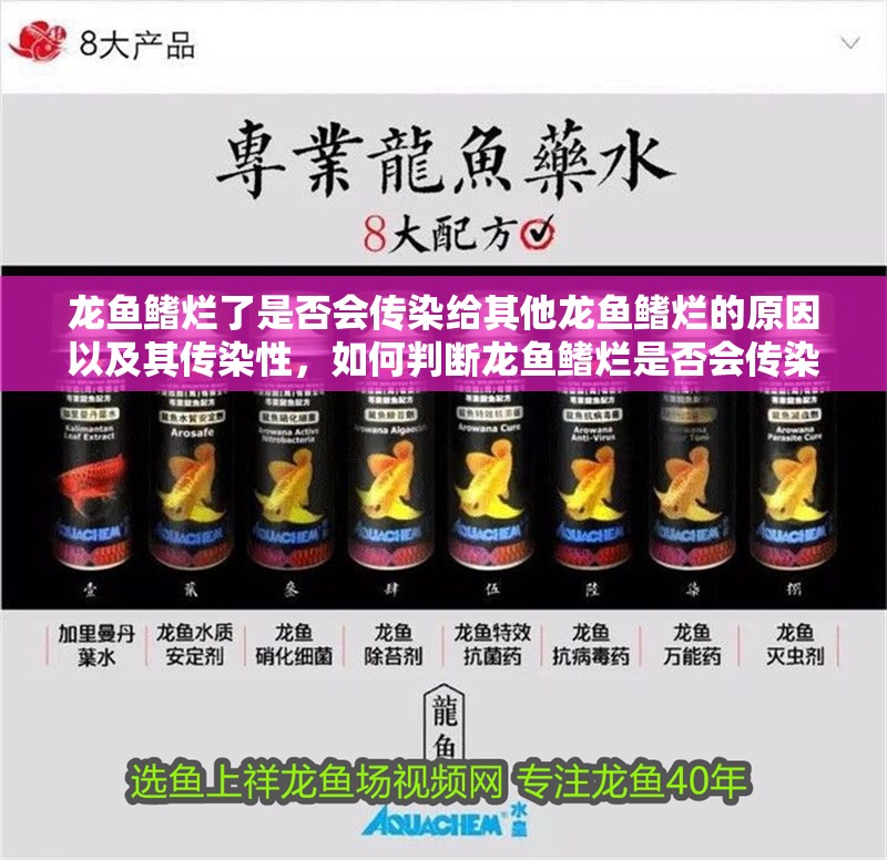龍魚鰭爛了是否會傳染給其他龍魚鰭爛的原因以及其傳染性，如何判斷龍魚鰭爛是否會傳染