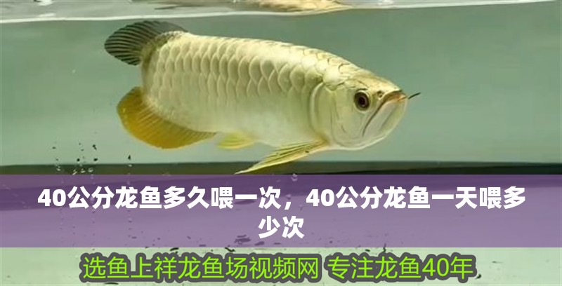 40公分龍魚多久喂一次，40公分龍魚一天喂多少次