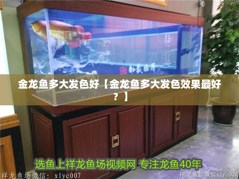 金龍魚多大發色好【金龍魚多大發色效果最好？】
