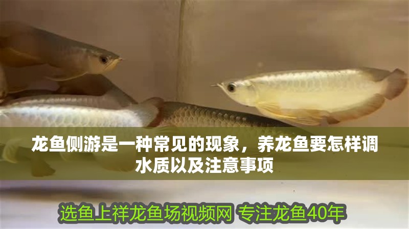 龍魚側游是一種常見的現象，養龍魚要怎樣調水質以及注意事項