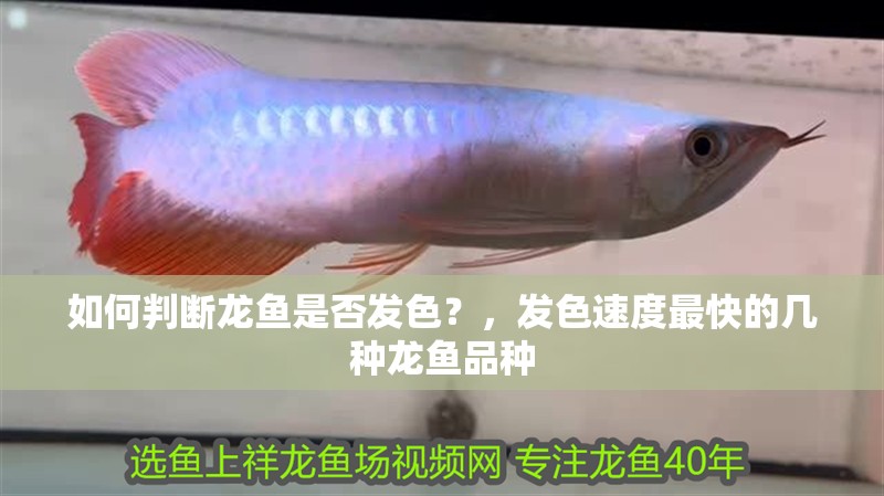 如何判斷龍魚(yú)是否發(fā)色？，發(fā)色速度最快的幾種龍魚(yú)品種