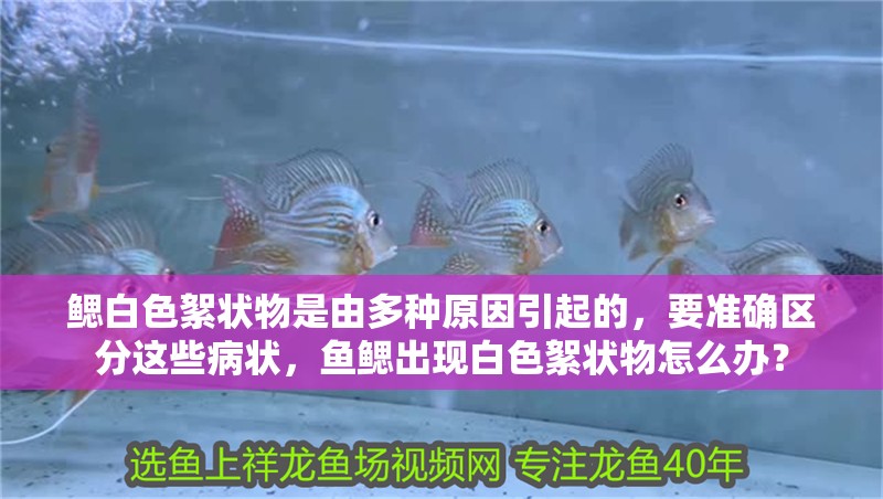 鰓白色絮狀物是由多種原因引起的，要準確區分這些病狀，魚鰓出現白色絮狀物怎么辦？