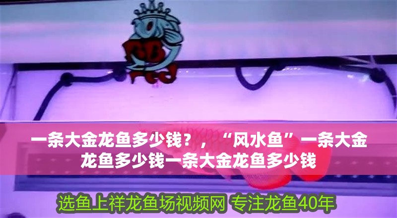 一條大金龍魚多少錢？，“風水魚”一條大金龍魚多少錢一條大金龍魚多少錢