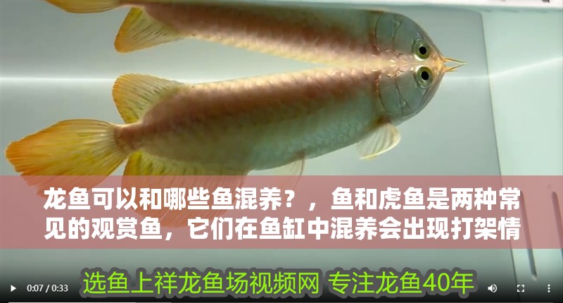 龍魚可以和哪些魚混養？，魚和虎魚是兩種常見的觀賞魚，它們在魚缸中混養會出現打架情況