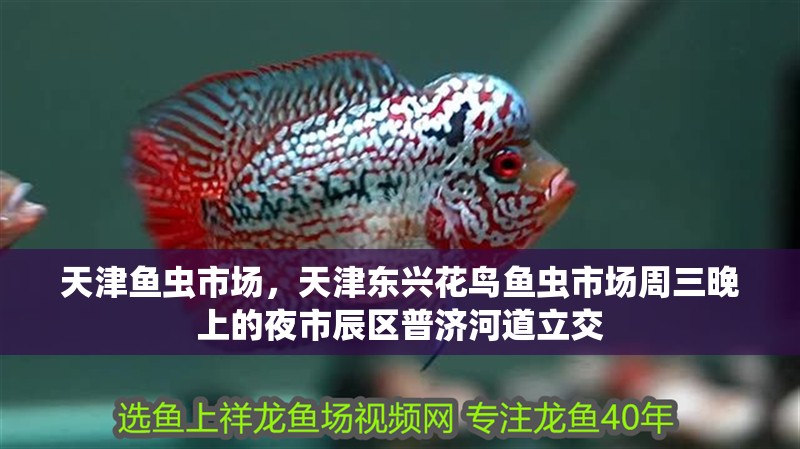 天津魚蟲市場，天津東興花鳥魚蟲市場周三晚上的夜市辰區(qū)普濟河道立交