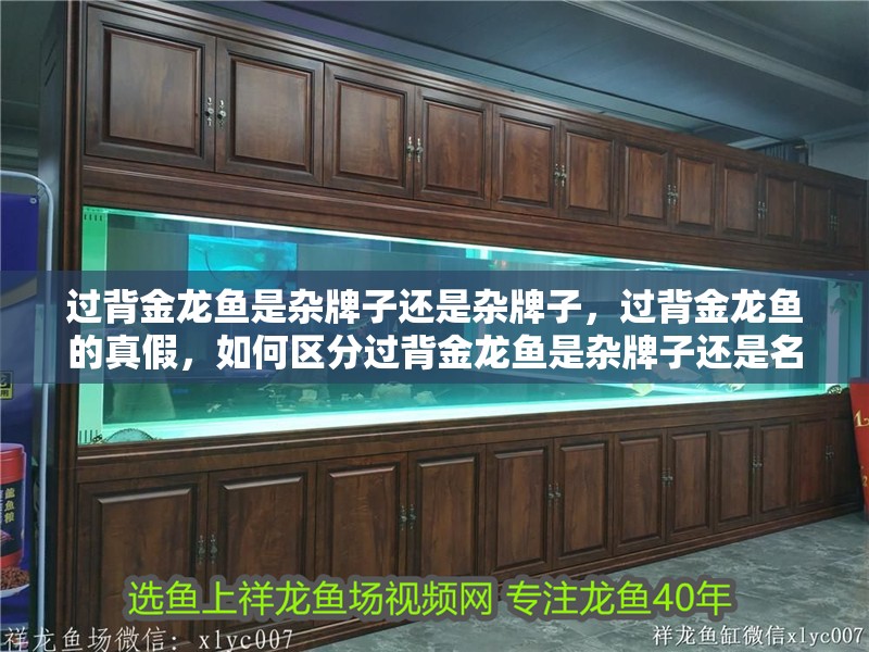 過背金龍魚是雜牌子還是雜牌子，過背金龍魚的真假，如何區分過背金龍魚是雜牌子還是名牌？