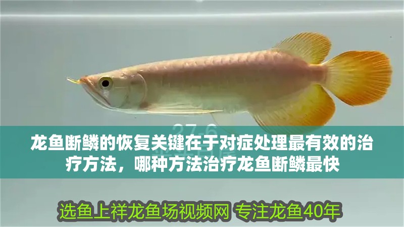 龍魚斷鱗的恢復關鍵在于對癥處理最有效的治療方法，哪種方法治療龍魚斷鱗最快