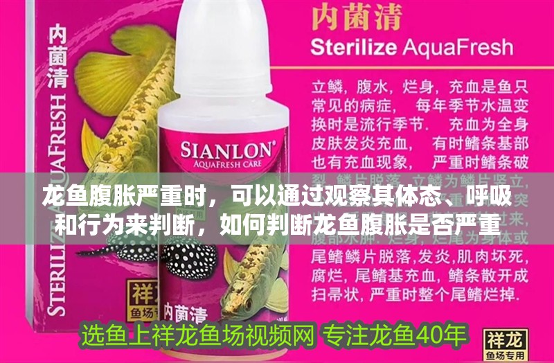 龍魚腹脹嚴重時，可以通過觀察其體態(tài)、呼吸和行為來判斷，如何判斷龍魚腹脹是否嚴重