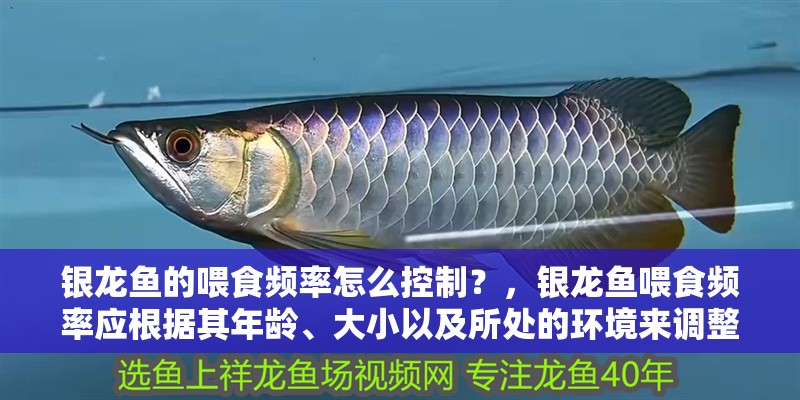 銀龍魚的喂食頻率怎么控制？，銀龍魚喂食頻率應根據其年齡、大小以及所處的環境來調整