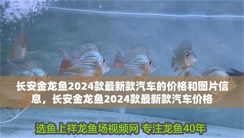長安金龍魚2024款最新款汽車的價格和圖片信息，長安金龍魚2024款最新款汽車價格