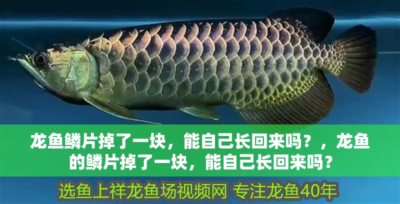 龍魚鱗片掉了一塊，能自己長回來嗎？，龍魚的鱗片掉了一塊，能自己長回來嗎？