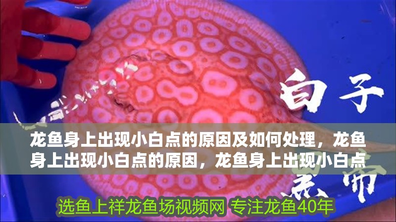 龍魚身上出現小白點的原因及如何處理，龍魚身上出現小白點的原因，龍魚身上出現小白點怎么辦