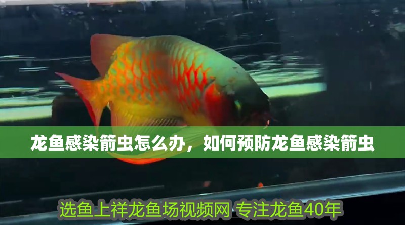 龍魚感染箭蟲怎么辦，如何預(yù)防龍魚感染箭蟲