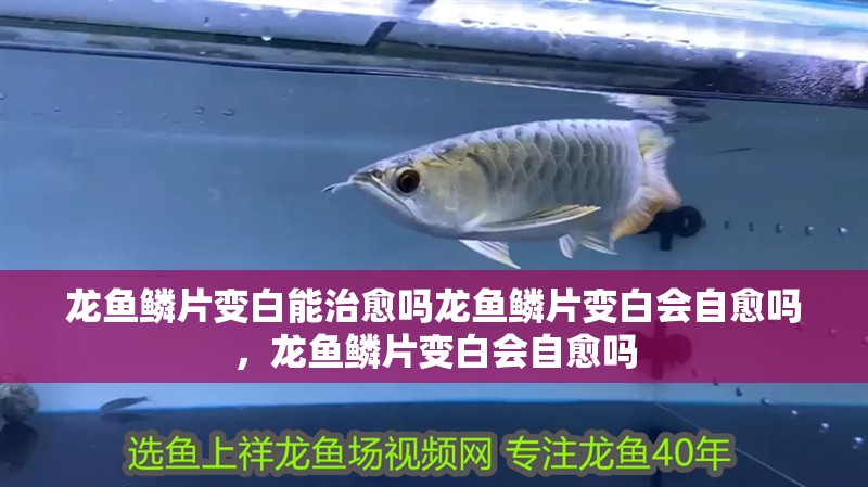 龍魚鱗片變白能治愈嗎龍魚鱗片變白會自愈嗎，龍魚鱗片變白會自愈嗎