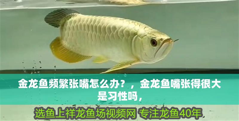 金龍魚頻繁張嘴怎么辦？，金龍魚嘴張得很大是習性嗎，