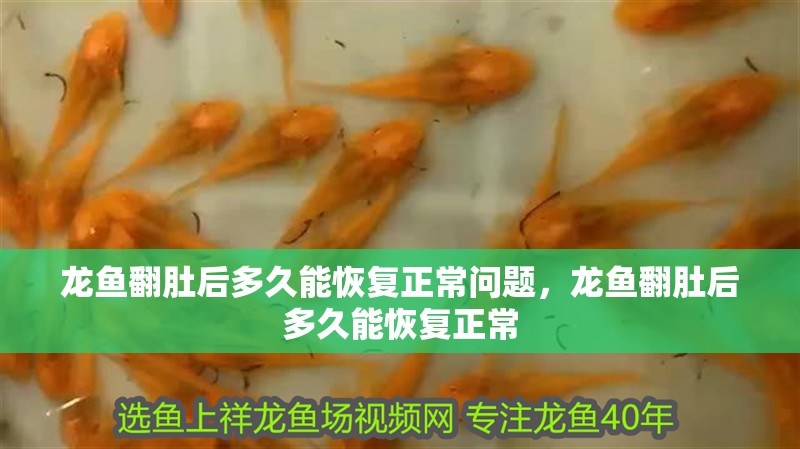 龍魚翻肚后多久能恢復(fù)正常問題，龍魚翻肚后多久能恢復(fù)正常