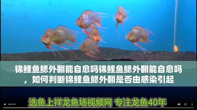 錦鯉魚鰓外翻能自愈嗎錦鯉魚鰓外翻能自愈嗎，如何判斷錦鯉魚鰓外翻是否由感染引起