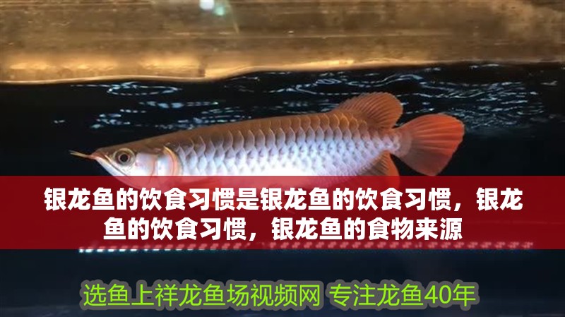 銀龍魚的飲食習慣是銀龍魚的飲食習慣，銀龍魚的飲食習慣，銀龍魚的食物來源