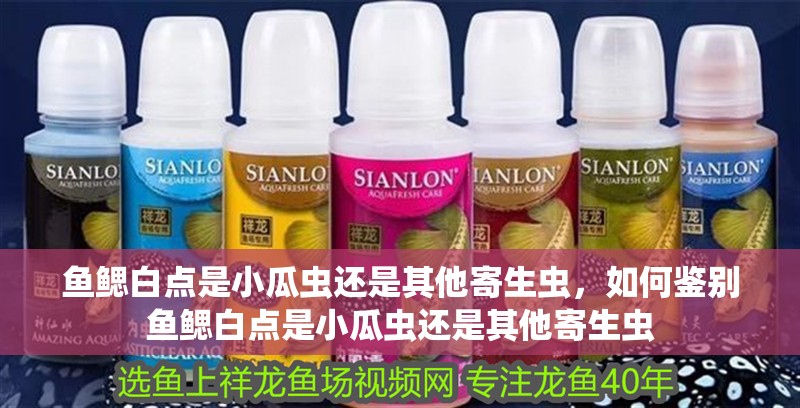 魚鰓白點是小瓜蟲還是其他寄生蟲，如何鑒別魚鰓白點是小瓜蟲還是其他寄生蟲