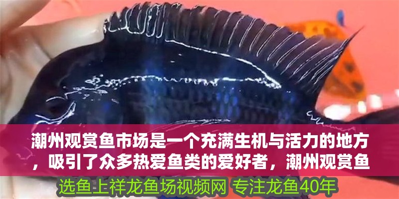 潮州觀賞魚市場是一個充滿生機(jī)與活力的地方，吸引了眾多熱愛魚類的愛好者，潮州觀賞魚市場
