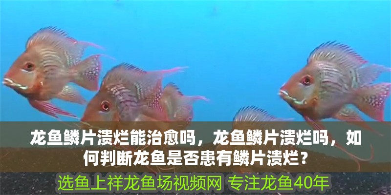 龍魚鱗片潰爛能治愈嗎，龍魚鱗片潰爛嗎，如何判斷龍魚是否患有鱗片潰爛？