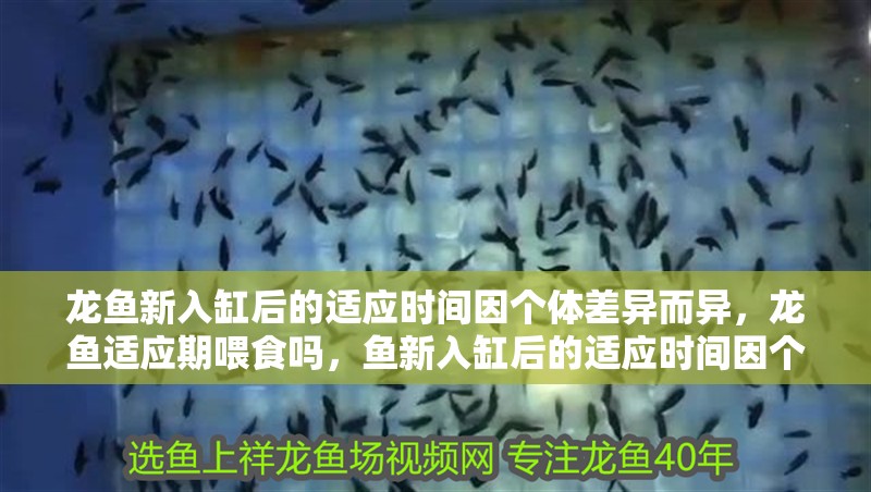 龍魚新入缸后的適應時間因個體差異而異，龍魚適應期喂食嗎，魚新入缸后的適應時間因個體差異而異，龍魚適應期喂食嗎