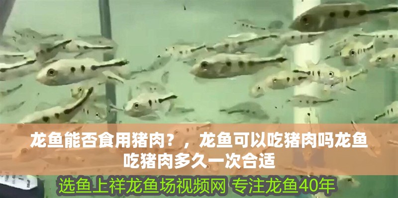 龍魚能否食用豬肉？，龍魚可以吃豬肉嗎龍魚吃豬肉多久一次合適