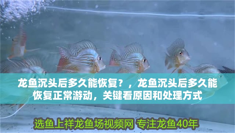 龍魚沉頭后多久能恢復？，龍魚沉頭后多久能恢復正常游動，關鍵看原因和處理方式