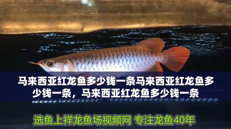 馬來西亞紅龍魚多少錢一條馬來西亞紅龍魚多少錢一條，馬來西亞紅龍魚多少錢一條