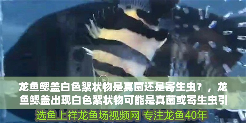 龍魚鰓蓋白色絮狀物是真菌還是寄生蟲？，龍魚鰓蓋出現白色絮狀物可能是真菌或寄生蟲引起的