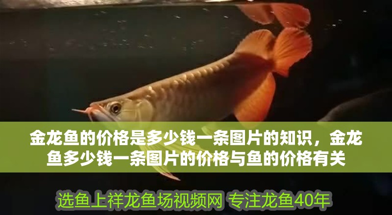 金龍魚的價格是多少錢一條圖片的知識，金龍魚多少錢一條圖片的價格與魚的價格有關