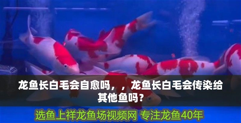 龍魚長白毛會(huì)自愈嗎，，龍魚長白毛會(huì)傳染給其他魚嗎？