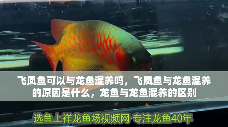 飛鳳魚(yú)可以與龍魚(yú)混養(yǎng)嗎，飛鳳魚(yú)與龍魚(yú)混養(yǎng)的原因是什么，龍魚(yú)與龍魚(yú)混養(yǎng)的區(qū)別
