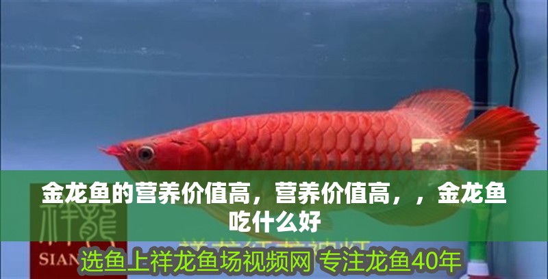金龍魚的營養(yǎng)價值高，營養(yǎng)價值高，，金龍魚吃什么好